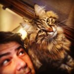 Vatan Şaşmaz Instagram - #cat #catsofinstagram