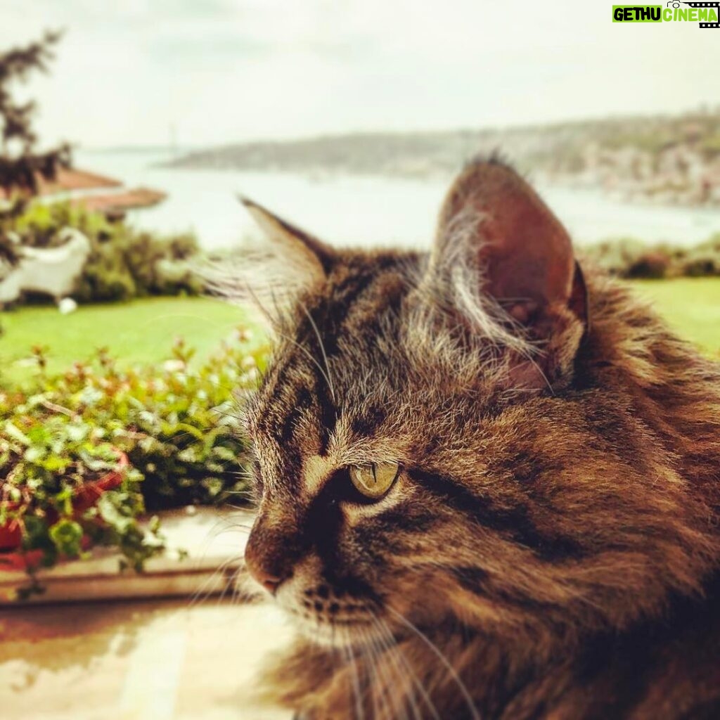 Vatan Şaşmaz Instagram - #cat #catsofinstagram #catperson