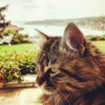 Vatan Şaşmaz Instagram - #cat #catsofinstagram #catperson