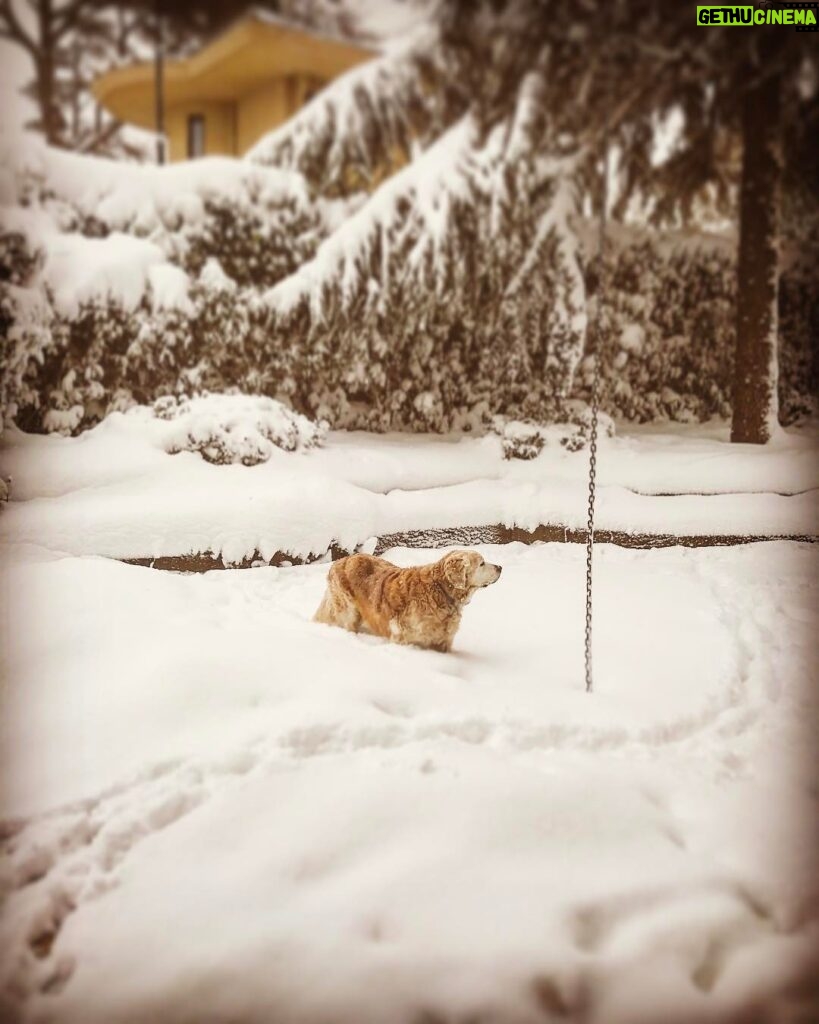 Vatan Şaşmaz Instagram - #zino #winter #snow❄️