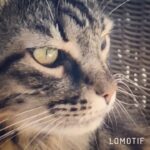 Vatan Şaşmaz Instagram - #cat #catsofinstagram #cats #catvideo 👅