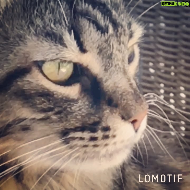 Vatan Şaşmaz Instagram - #cat #catsofinstagram #cats #catvideo 👅