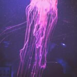 Vatan Şaşmaz Instagram - #jellyfish #denizanası