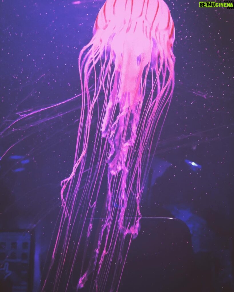 Vatan Şaşmaz Instagram - #jellyfish #denizanası