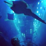 Vatan Şaşmaz Instagram - #shark #family #stingray #vatoz vatoz goren masum arsuz'lu @parcacik 😁