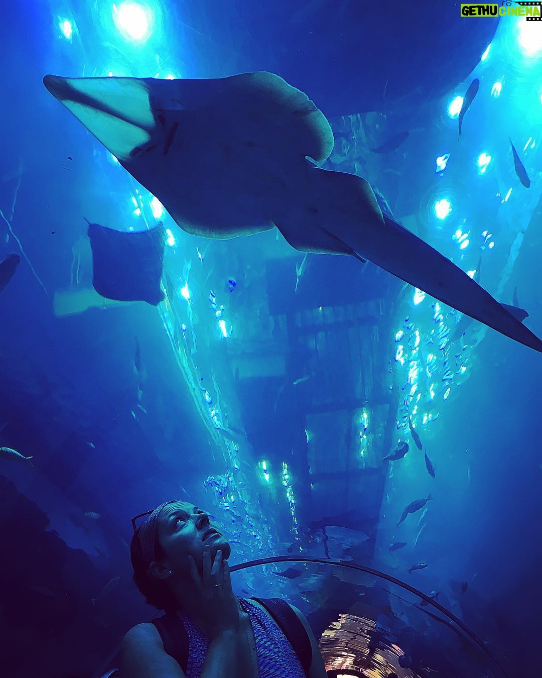 Vatan Şaşmaz Instagram - #shark #family #stingray #vatoz vatoz goren masum arsuz'lu @parcacik 😁