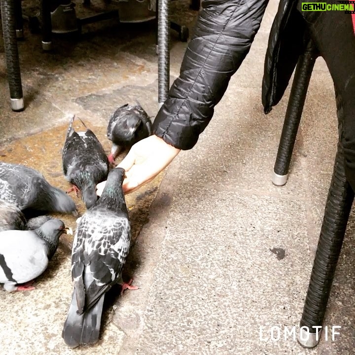 Vatan Şaşmaz Instagram - #feed #birds #birdsofinstagram #pigeon