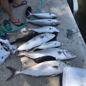 Vatan Şaşmaz Instagram - Vay anasini sayin seyirciler😁resmen denizi kuruttuk 😉balikkklllaaarrrrrrr 🎣 @mustafarahmantohma @deephumans @volkan_hepozel @alpkirsan @oltacicocuk #rasimadali #akya #amberjack #fish #fishing #jigging #spearfishing #arsuz #domuzburnu