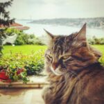 Vatan Şaşmaz Instagram - #catsofinstagram