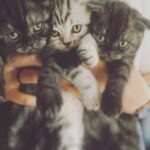 Vatan Şaşmaz Instagram – #thor #moli #loki #catsofinstagram #cats #cat