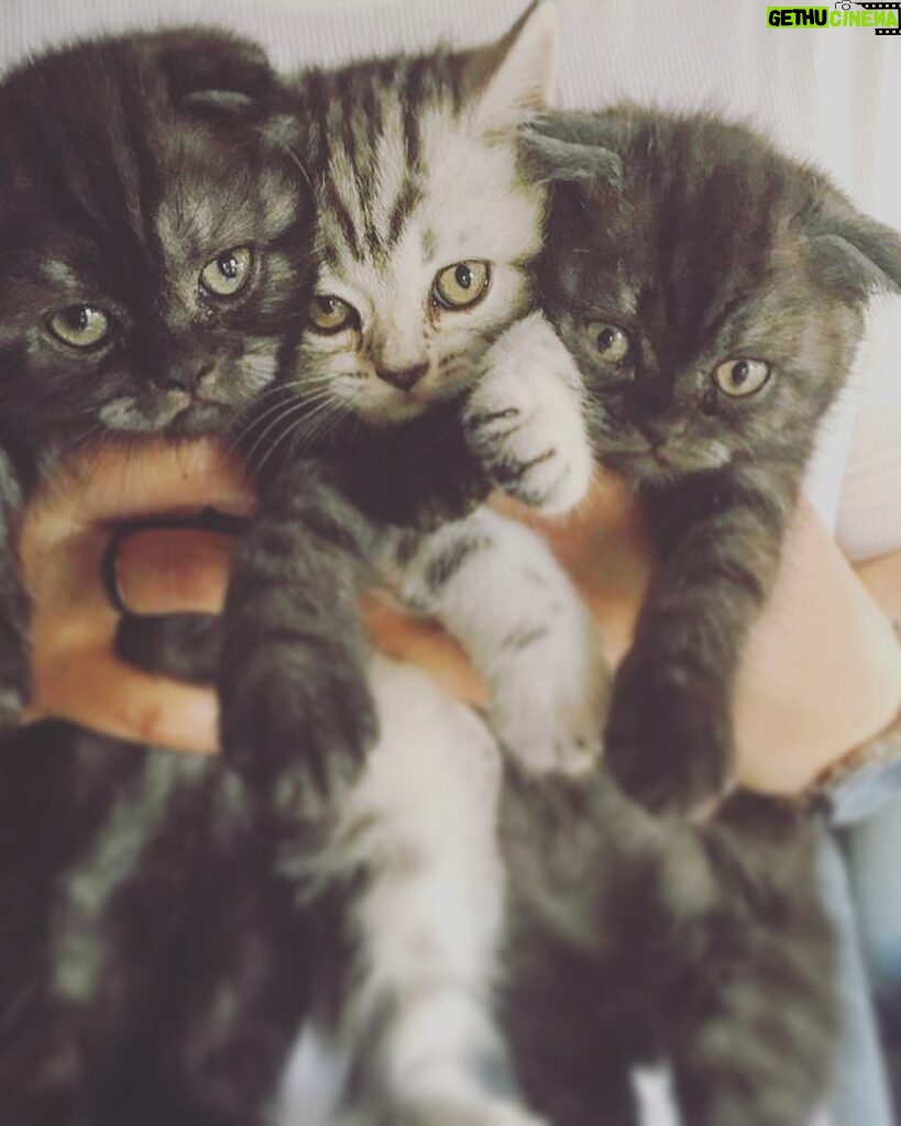 Vatan Şaşmaz Instagram - #thor #moli #loki #catsofinstagram #cats #cat