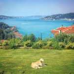 Vatan Şaşmaz Instagram – #pazarkeyfi #zino #goldenretriever #goldenretrieversofinstagram