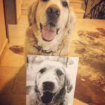 Vatan Şaşmaz Instagram - #zino #goldenretriever #goldenretrieversofinstagram #golden