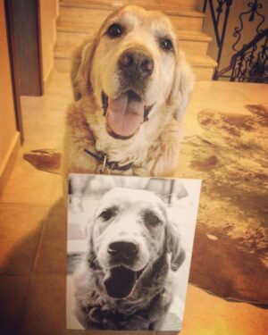 Vatan Şaşmaz Instagram - #zino #goldenretriever #goldenretrieversofinstagram #golden