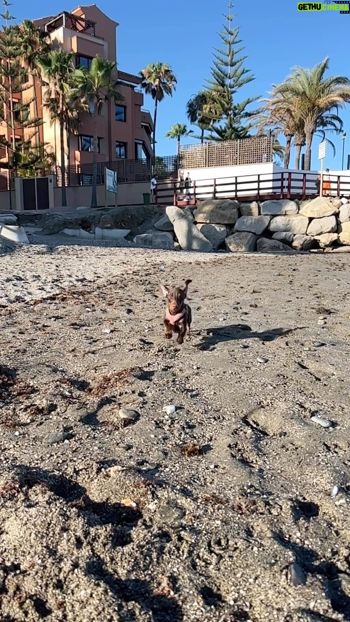 Veronica Verho Instagram - Tässä iloisten nakkien juoksua rannalla ja TÄRKEÄ muistutus jokaiselle! 🐶🐱 Ilma lämpenee ja meidän ihmisten on vaikea ymmärtää sitä, miltä se lämpö tuntuu karvaisista kavereista. Pidetään siis huoli nesteytyksestä sekä viilennyksestä näiden tyyppien kanssa. Eläinkaupoista löytyy hirmuinen määrä tarvikkeita näihin pulmiin, esim. viilennysmatot, puvut, kaulurit, tassuvahat jne. JA SUURIMPANA HUOMIONA: älkää jumankauta jättäkö niitä eläimiä taikka lapsia kuumaan autoon, edes pieneksi hetkeksi. Itse todistin tällaisen tapauksen viime kesänä. Seisoin auton vieressä niin kauan, että sain omistajan kiinni rekkarin ja numeropalvelun avulla. Onneksi kaikki päättyi onnekkaasti, kun omistaja tuli lopulta hakemaan koiran autosta. 🩷