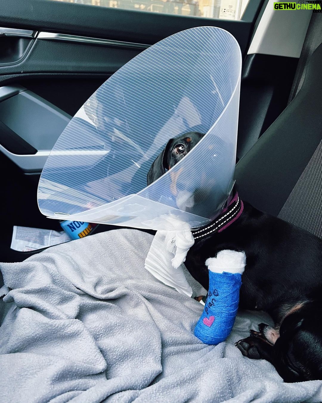Veronica Verho Instagram - Hyvä meininki täällä! Meille kävi nimittäin näin: viikonloppuna makasin sohvalla ja huomasin yhtäkkiä verta sohvassa ja matoissa. Riensin äkkiä vanhemman koiran luokse, jotenkin intuitio sanoi et hälle on jotain sattunut. Kynsi oli lähtenyt KOKONAISENA irti ja tästä syystä tietysti vuoti verta. En tiedä vieläkään miten kynsi lähti irti ja koira ei inahtanutkaan kun kynsi irtosi. Itse tietysti pelästyin eniten tilannetta. Seuraavana päivänä eläinlääkäriin, rauhoitettiin, tarkastettiin ja saatiin kipulääkettä. Tassu pitää suojata jokaiselle lenkille, joten kävin ostamassa vauvojen sukkia tähän. 😂 Nyt Matti painaa töttörö päässä seuraavat pari viikkoa. Lauantaina suunnattiin ystävän synttäreille ja tuliaisena sieltä kannoin kotiin flunssan. Oon yrittäny kaikilla mahdollisilla tavoilla väistellä pöpöjä lähiaikoina, mutta epäonnistun siinä näköjään joka ikinen vuosi. EIKÄ AUTTANU VAIKKA JOKA PÄIVÄ SÖIN SINKKIÄ. 😂 Tuli silti perkule. Nyt me ollaan kaikki flunssassa ja yhden päässä töttörö. Yksi hyppii pitkin seiniä (ei Juhani) ja oon yrittäny keksiä kaikki maailman keinot purkaa sitä. Leikkinyt oman jaksamisen mukaan, piilottanut nameja, pakastanut ruokia, antanut paljon luita. 😂 Toiselle sitonu vauvan sukkia ja muovipusseja tassuun maalarinteipillä. Sairastelun iloina on toiminu uus Super Mario Wonder SAIRAAN HYVÄ PELI!!!!!!!!! Ja paahtoleipä pelkällä voilla. Best.