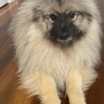 Virginia Trioli Instagram – Marco the 14 month old Keeshond is on the chopping block for Addison’s 11th birthday party tonight.
For those who know of my … um … frustrations with this twinkly ball of fluff, can I emphasise it was not MY idea to make a likeness that would end up with a knife in it … that was all Addison. 😱
In truth, he’s turning out to be a very sweet dog – and an exceptionally sweet cake. I think Cora knows she dodged a bullet here …(BTW Pretty proud of the piping work on this one but black cakes are very hard to photograph!)
Happy birthday my darling boy. #birthdaycake #baking #cakedecorating #keeshond #keeshondsofinstagram #family #dogsofinstagram #marco #cora Melbourne, Victoria, Australia