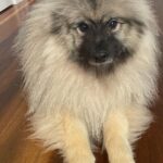 Virginia Trioli Instagram - Marco the 14 month old Keeshond is on the chopping block for Addison’s 11th birthday party tonight. For those who know of my … um … frustrations with this twinkly ball of fluff, can I emphasise it was not MY idea to make a likeness that would end up with a knife in it … that was all Addison. 😱 In truth, he’s turning out to be a very sweet dog - and an exceptionally sweet cake. I think Cora knows she dodged a bullet here …(BTW Pretty proud of the piping work on this one but black cakes are very hard to photograph!) Happy birthday my darling boy. #birthdaycake #baking #cakedecorating #keeshond #keeshondsofinstagram #family #dogsofinstagram #marco #cora Melbourne, Victoria, Australia