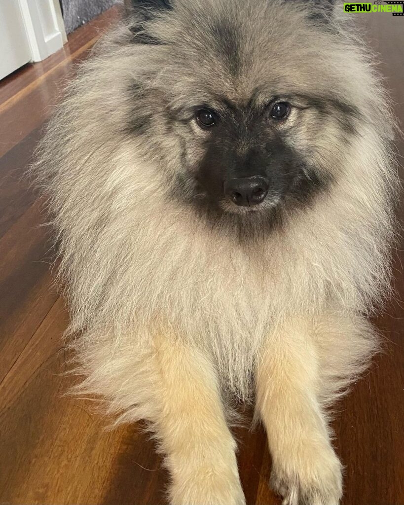 Virginia Trioli Instagram - Marco the 14 month old Keeshond is on the chopping block for Addison’s 11th birthday party tonight. For those who know of my … um … frustrations with this twinkly ball of fluff, can I emphasise it was not MY idea to make a likeness that would end up with a knife in it … that was all Addison. 😱 In truth, he’s turning out to be a very sweet dog - and an exceptionally sweet cake. I think Cora knows she dodged a bullet here …(BTW Pretty proud of the piping work on this one but black cakes are very hard to photograph!) Happy birthday my darling boy. #birthdaycake #baking #cakedecorating #keeshond #keeshondsofinstagram #family #dogsofinstagram #marco #cora Melbourne, Victoria, Australia