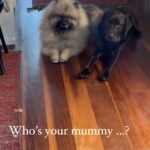 Virginia Trioli Instagram - Their paws have ruined the floors and now they’re ganging up on me. Send help! #cora #marco #lifewithtwodogs #dogs #dogsofinstagram #dogoftheday #nodiscipline #keeshond #keeshondsofinstagram #labrador #labsofinstagram Melbourne, Victoria, Australia