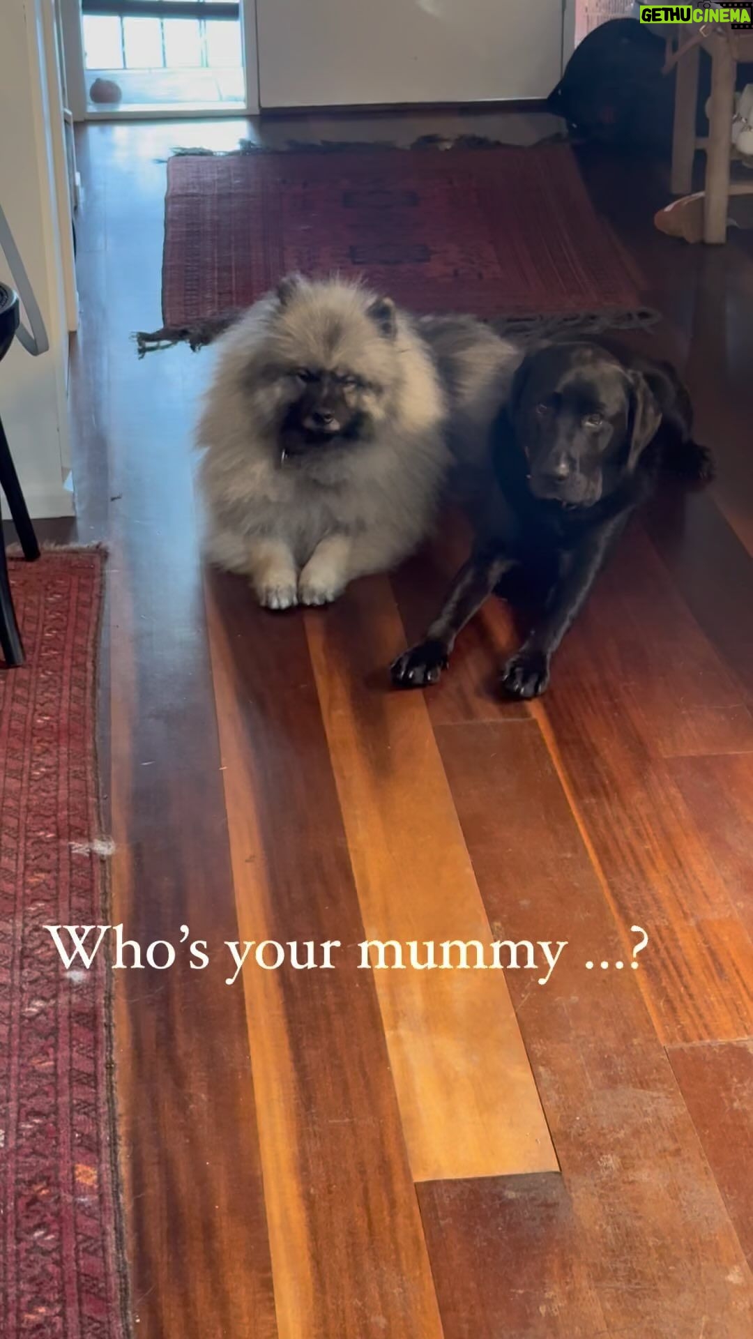 Virginia Trioli Instagram - Their paws have ruined the floors and now they’re ganging up on me. Send help! #cora #marco #lifewithtwodogs #dogs #dogsofinstagram #dogoftheday #nodiscipline #keeshond #keeshondsofinstagram #labrador #labsofinstagram Melbourne, Victoria, Australia