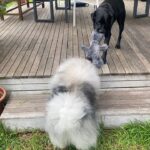 Virginia Trioli Instagram - How it started/how it’s going … #marcoandcora Melbourne, Victoria, Australia