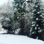 Wayne Rainey Instagram - Thanksgiving morning in Lake Tahoe.