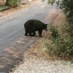 Wayne Rainey Instagram - My next door neighbor🐻 North Shore Lake Tahoe