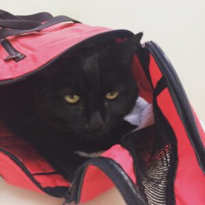 Wes Craven Instagram - Loquita feeling murderous at the vet. #catsofinstagram