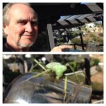 Wes Craven Instagram – A visitor to our yard… Pet praying mantis #bugs