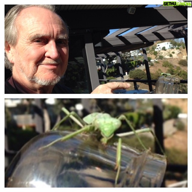 Wes Craven Instagram - A visitor to our yard... Pet praying mantis #bugs