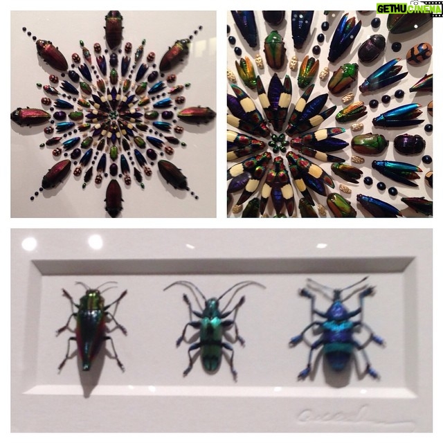 Wes Craven Instagram - A few pieces of #bug #art on display. Enjoy.