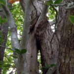 Wes Craven Instagram – Entwined trees. #nature