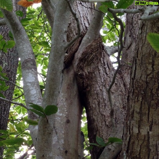 Wes Craven Instagram - Entwined trees. #nature