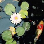 Wes Craven Instagram – Blooming water lily with koi. #relax #MondayMotivation