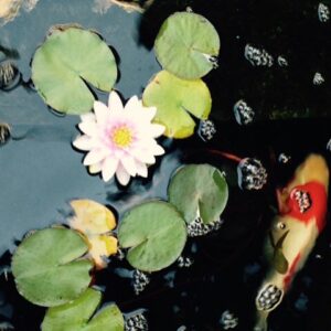 Wes Craven Instagram - Blooming water lily with koi. #relax #MondayMotivation