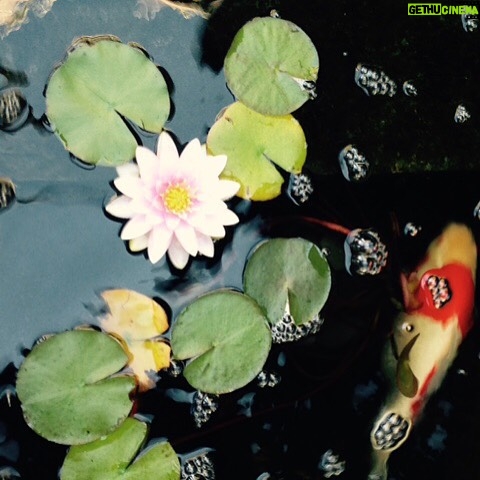 Wes Craven Instagram - Blooming water lily with koi. #relax #MondayMotivation