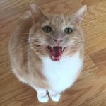 Wes Craven Instagram - Cinnamon this morning. #catsofinstagram #attitude