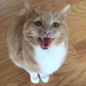 Wes Craven Instagram - Cinnamon this morning. #catsofinstagram #attitude