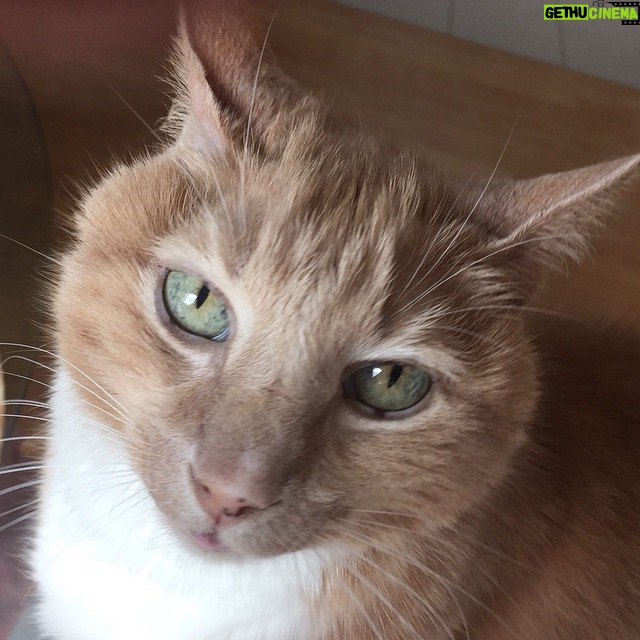 Wes Craven Instagram - Cinnamon this morning. #catsofinstagram #sweet