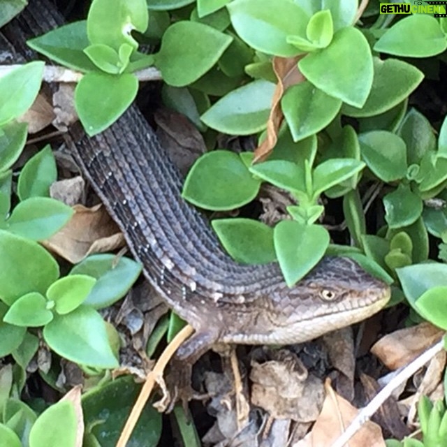 Wes Craven Instagram - Checking me out from the ground cover when I got the mail yesterday. It was at least 8" long. He blinked first. #namethatreptile