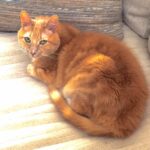 Wes Craven Instagram – Cinnamon says… #finishhisthought #cats