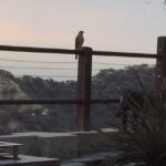Wes Craven Instagram – A young Cooper’s Hawk paid an early visit to our yard a few mornings ago. Soft cries, as if it was looking for its mamma. Too late, kid, you’re on your own. #birdsofinstagram