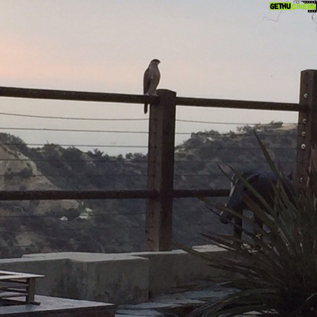 Wes Craven Instagram - A young Cooper's Hawk paid an early visit to our yard a few mornings ago. Soft cries, as if it was looking for its mamma. Too late, kid, you're on your own. #birdsofinstagram