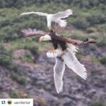 Wes Craven Instagram – Wow!

#Repost @usinterior with @repostapp.
・・・
Check out this epic aerial battle between a #BaldEagle & two seagulls. David Canales (@dcanak1) captured this once-in-a-lifetime photo from his kayak on #PrinceWilliamSound in #Alaska while on an 11-day expedition from Valdez to Whittier. Photo courtesy of David Canales (@dcanak1).
