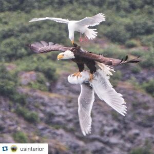 Wes Craven Instagram - Wow!

#Repost @usinterior with @repostapp.
・・・
Check out this epic aerial battle between a #BaldEagle & two seagulls. David Canales (@dcanak1) captured this once-in-a-lifetime photo from his kayak on #PrinceWilliamSound in #Alaska while on an 11-day expedition from Valdez to Whittier. Photo courtesy of David Canales (@dcanak1).
