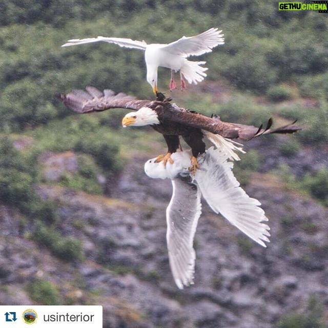 Wes Craven Instagram - Wow! #Repost @usinterior with @repostapp. ・・・ Check out this epic aerial battle between a #BaldEagle & two seagulls. David Canales (@dcanak1) captured this once-in-a-lifetime photo from his kayak on #PrinceWilliamSound in #Alaska while on an 11-day expedition from Valdez to Whittier. Photo courtesy of David Canales (@dcanak1).