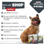 Willy McIntosh Instagram – 💖Opti Life Prime ขอขอบพระคุณทุกท่าน ที่ให้การต้อนรับเราเป็นอย่างดี 
ตอนนี้เรามีร้านค้าที่ร่วมจำหน่ายเพิ่มเติม สามารถไปเลือกซื้อได้กันเลยนะครับ

🦮มนูญเพ็ทช๊อป  สาขา  อตก.

🦮Pet Lover (ทุกสาขา) CDC., เซ็นทรัล​อิสวิล , เซ็นทรัลพระราม3, ทองหล่อ58, ไอคอนสยาม, พาราไดซ์​

🦮ออร์เดอร์​ เพ็ทชอป​(ทุกสาขา)

🦮Pet Kingdom (ราชพฤกษ์)

🦮ร้านทราย​ (พุทธ​มณฑลสาย3  เดอะทรีโอ)

🦮Pet N​ Me  เซ็นทรัล เวสเกต​, เซ็นทรัล​ งามวงศ์วาน

🦮Dog Club.ระยอง

🦮นานา​ เพ็ทชอป​ จันทบุรี​

🎊หวังเป็นอย่างยิ่งว่า  ทุกท่านจะให้โอกาส Opti Life Prime  เป็นอาหารสุดโปรดของเพื่อนรักสี่ขา สมาชิกในบ้านนะครับ ขอบพระคุณมากครับ
