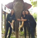 Wulan Guritno Instagram - RIP GAJAH KAPTEN RAHMAN YANG DI RACUN DAN AMBIL GADINGNYA 🥀 Saat kami berkunjung ke taman nasional TESSO NILO bertemu Elephant Flying Squad / tim patroli gajah yang terdiri dari mahout / pawang dan gajah terlatih Dan RAHMAN yang di racun dan ambil gadingnya adalah kapten nya. Mereka bertugas menggiring gajah liar yang memasuki kebun masyarakat kembali ke habitatnya . Sehingga mengurangi konflik antara manusia & gajah Mereka yg menjaga ekosistem bumi. Yg menjaga konflik manusia dah gajah. Yg menjaga kelangsungan hidup masa depan kedua belah pihak. ___________________________________________________ Turut berdukacita atas kepergian Gajah Rahman @btn_tessonilo. Kami yang pernah bertemu juga turut merasa sangat sedih. Kami mendukung @gakkum_klhk untuk mengusut tuntas hingga pembunuhnya tertangkap dan mendapat ganjaran yang sesuai. Jangan biarkan terjadi lebih banyak lagi konflik antara manusia dan gajah. Tesso Nilo National Park