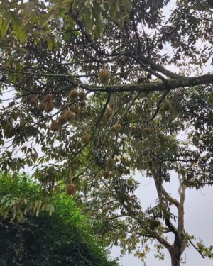 Wulan Guritno Instagram - relaxing right at @mountview_cigombong_villa
90 minute escape from jakarta